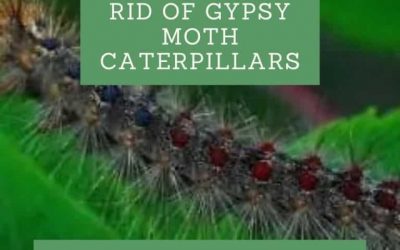 How to Get Rid of Gypsy Moth Caterpillars