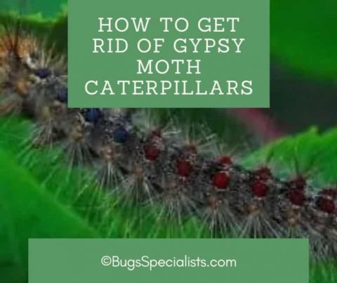 How to Get Rid of Gypsy Moth Caterpillars - Pest Control Heroes