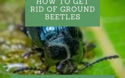 How to Get Rid of Ground Beetles