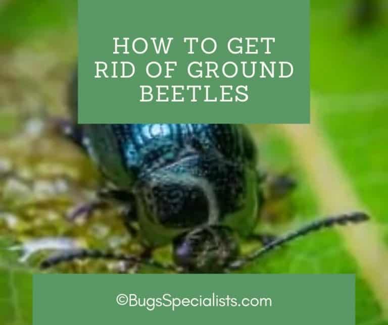 How To Get Rid Of Ground Beetles Pest Control Heroes