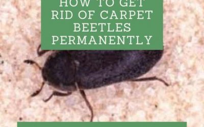 How to Get Rid of Carpet Beetles Permanently