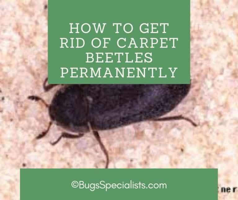 How To Get Rid Of Carpet Beetles Permanently Pest Control Heroes
