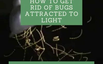 How to get rid of bugs attracted to light