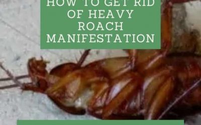 How to Get Rid of Heavy Roach Manifestation