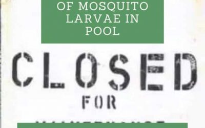 How to Get Rid Of Mosquito Larvae in Pool