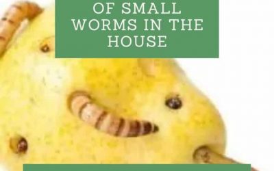 How to Get Rid of Small Worms in The House