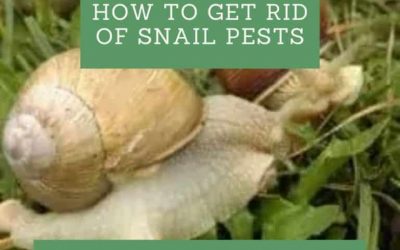 9 ways on how to get rid of snail pests