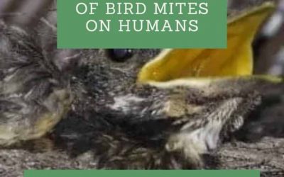 How to Get Rid of Bird Mites On Humans