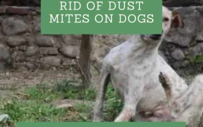 How to Get Rid of Dust Mites On Dogs