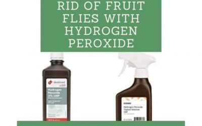 How to Get Rid of Fruit Flies with Hydrogen Peroxide