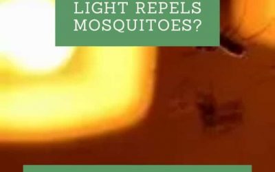What Color Light Repels Mosquitoes?