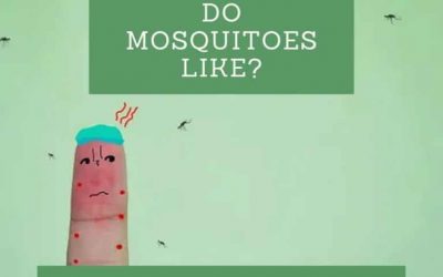 What smells do mosquitoes like?
