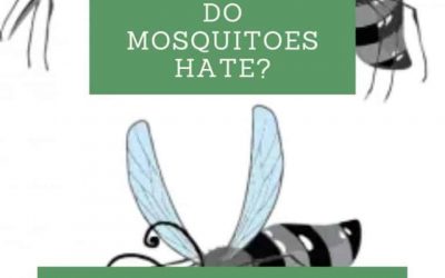 What smells do mosquitoes hate?
