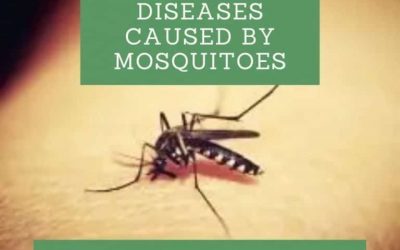 List of Diseases Caused by Mosquitoes