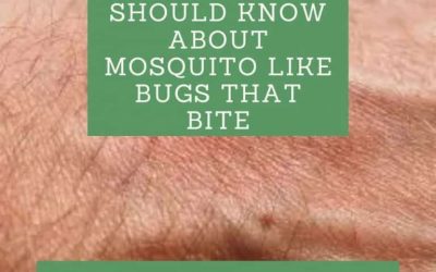 All You Should Know About Mosquito Like Bugs That Bite