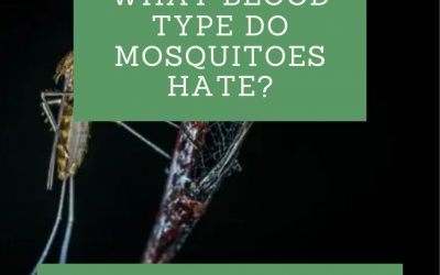 What Blood Type Do Mosquitoes Hate?