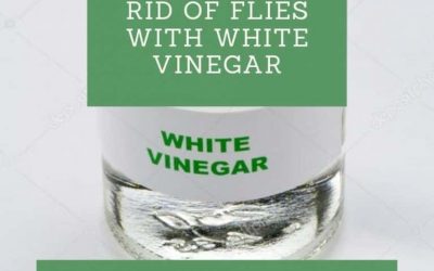 How to Get Rid of Flies with White Vinegar