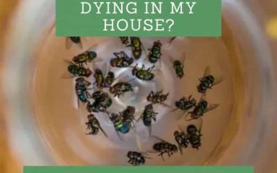 Why are Flies Dying in My House?