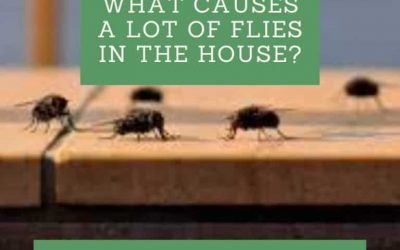 What Causes a Lot of Flies in The House?
