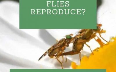 How Do Fruit Flies Reproduce?