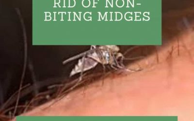 How to Get Rid of Non-Biting Midges