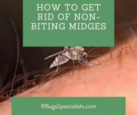 How to Get Rid of Non-Biting Midges - Pest Control Heroes