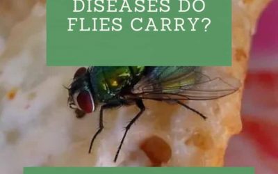 What Diseases do Flies Carry?