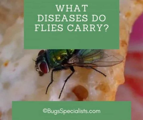 What Diseases do Flies Carry? - Pest Control Heroes