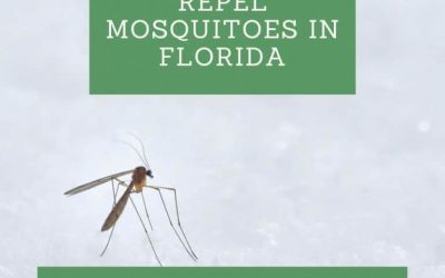 Plants that Repel Mosquitoes in Florida