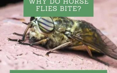 Why Do Horse Flies Bite?