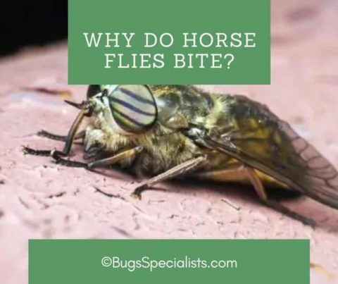 Why Do Horse Flies Bite? - Pest Control Heroes