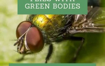 Flies with Green Bodies