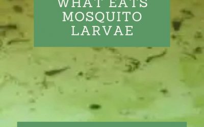 What Eats Mosquito Larvae
