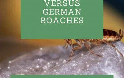 Wood Roaches Versus German Roaches