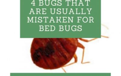4 Bugs That Are Usually Mistaken For Bed Bugs