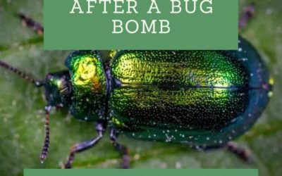 How to Clean After a Bug Bomb