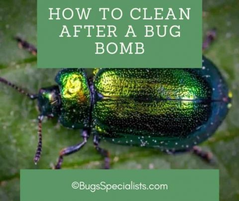 How to Clean After a Bug Bomb - Pest Control Heroes