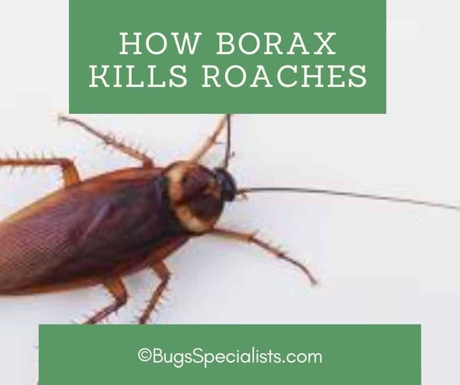 How Does Borax Kill Roaches?
