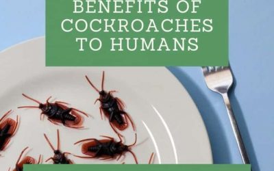 Benefits of Cockroaches to Humans