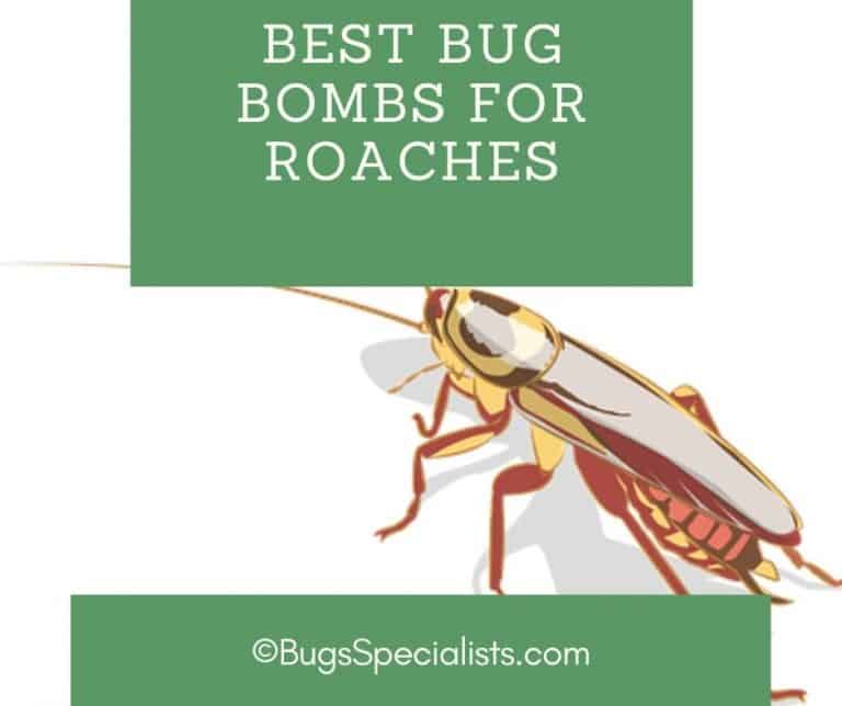 Best Bug Bombs For Roaches Pest Control Heroes 