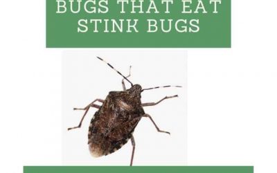 Bugs That Eat Stink Bugs