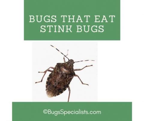 Bugs That Eat Stink Bugs - Pest Control Heroes