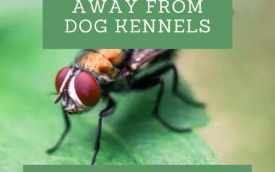 How to Keep Flies Away from My Dog Kennels?