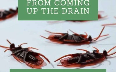 How to Stop Cockroaches from Coming up the Drain