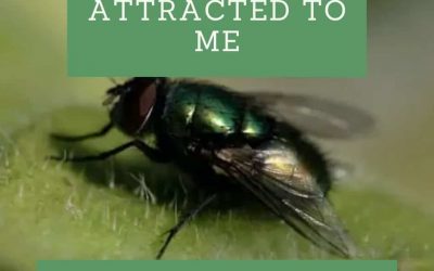 Why Are Flies Attracted to Me?