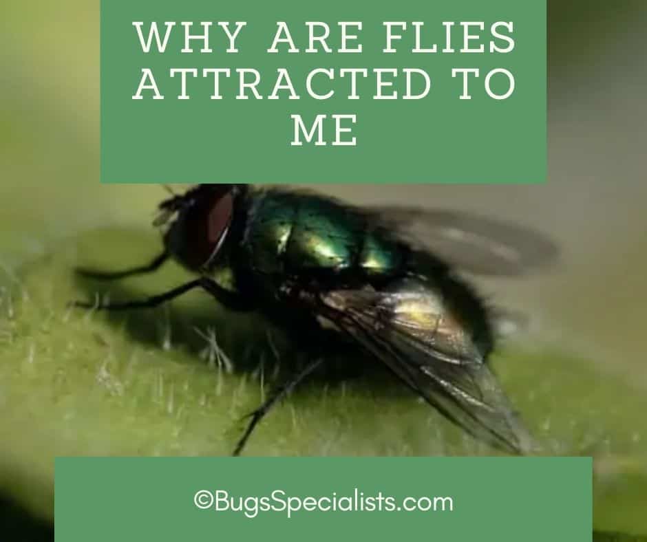 why-are-flies-attracted-to-me-pest-control-heroes