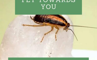 Why Cockroaches Fly Towards You