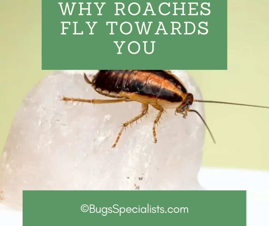 Why Cockroaches Fly Towards You