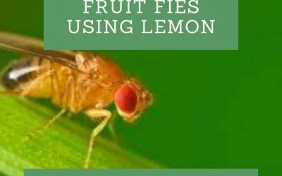How to Get Rid of Fruit Flies with Lemon