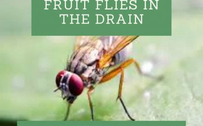 How to Get Rid of Fruit Flies in Drain
